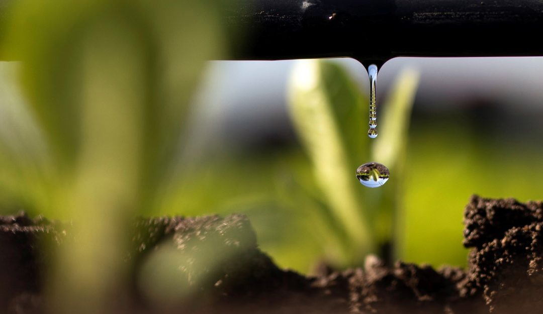 Drip Irrigation